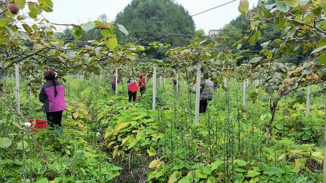 广元朝天区：猕猴桃林下套种中药材 一地两用“双丰收”