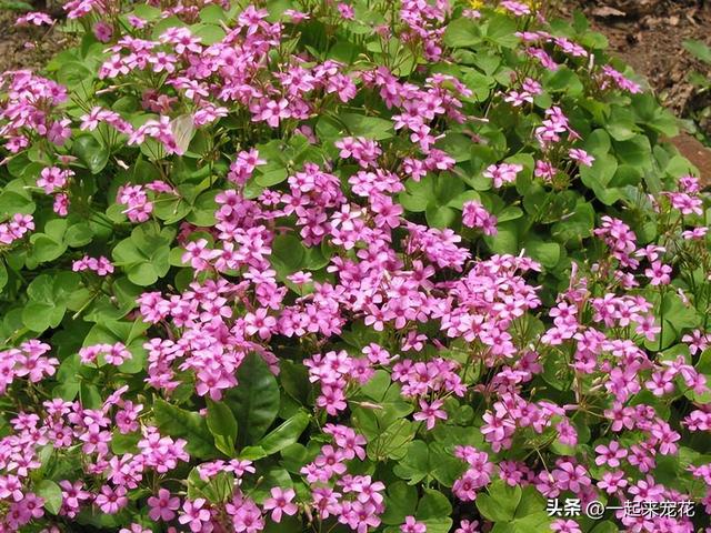 9月养盆红花酢浆草，做好“1换3多”，根系健壮花开满盆，美极了