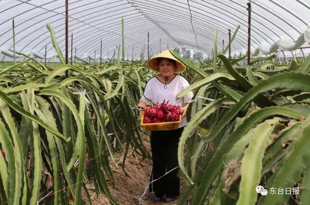 东台有个火龙果种植界的网红，你听说过吗？