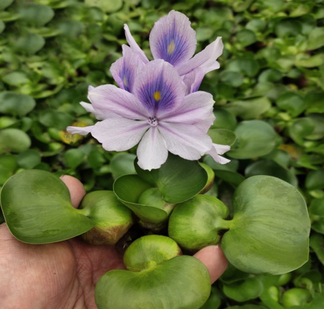 水浮莲奇特如凤眼似雀尾，凤眼莲这么养护，花叶亮丽野趣悠然