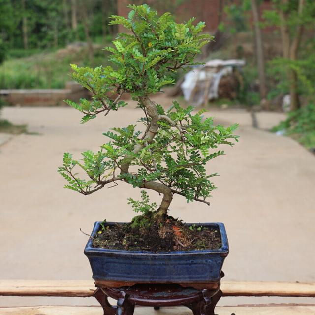 5种花香喷喷，做成“小盆景”，不仅值大钱，还能香十年