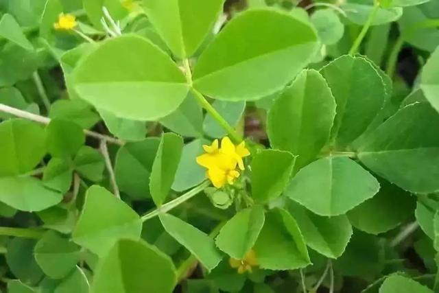 说说春菜里的“草头”——童年美食（113）