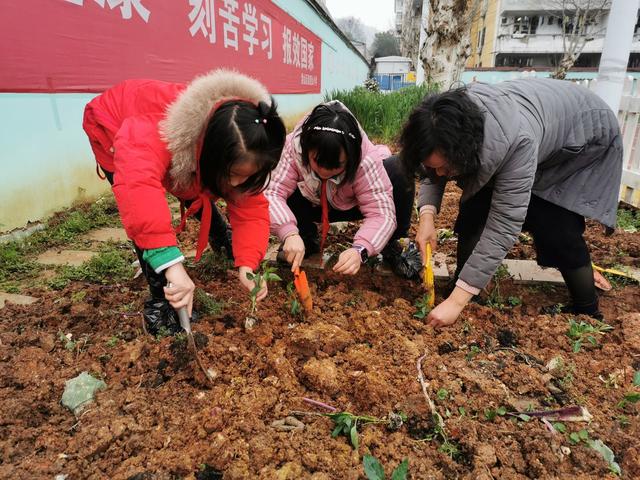 学童未解供耕织 也在校园学种瓜——这所小学的种植节活动亮了