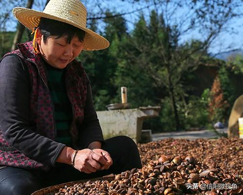 河南新县熊维政：茶油飘香，老区甩掉“贫困帽”（图）