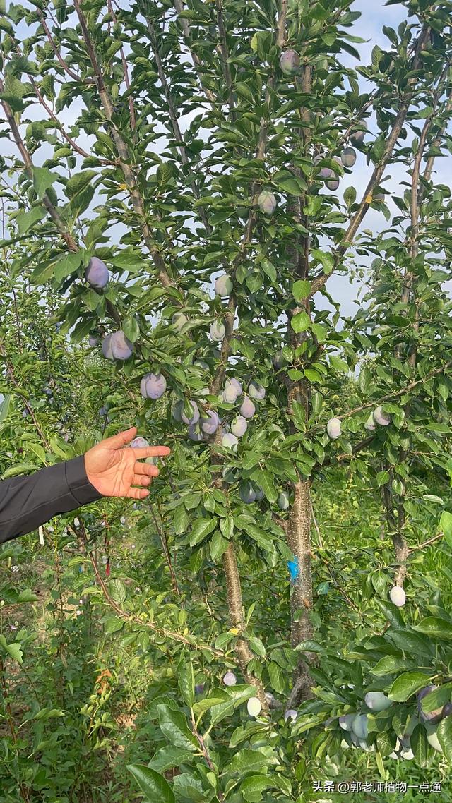 李子树种植管理方法