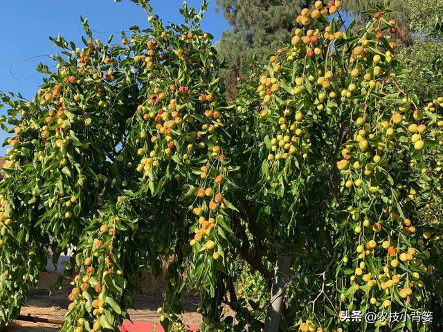 枣树开花结果少、落花落果多？学会这一招，满树大枣压枝头