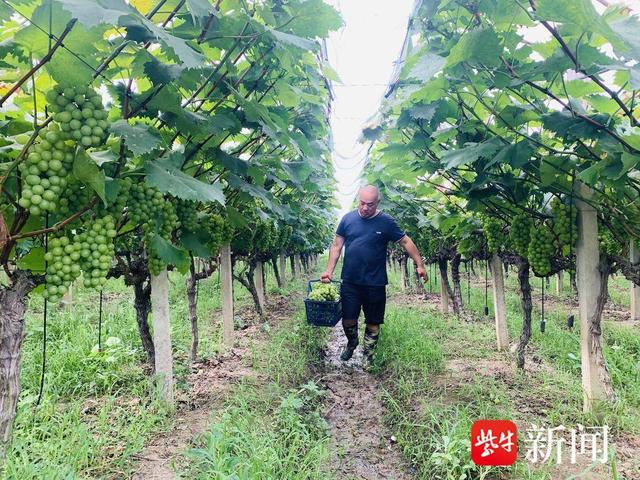 从门外汉到种植能手，鸿山这位葡萄种植达人有本“甜蜜经济”经