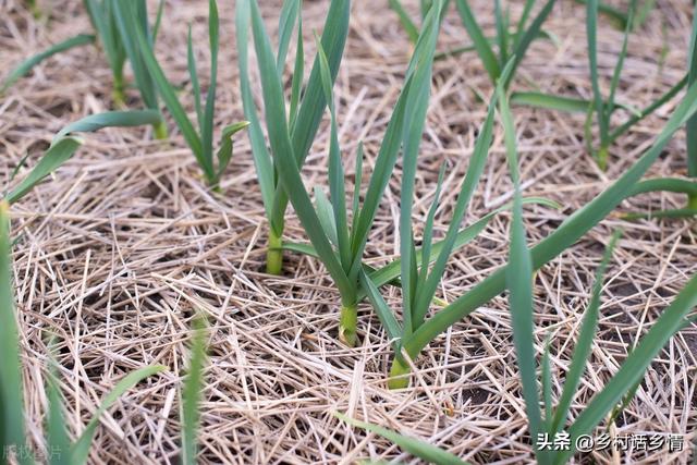 大蒜、大葱、菠菜封冻前，做好这几点，秧苗粗壮，叶子绿油油