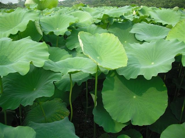 莲藕种植种植方法及病虫害管理