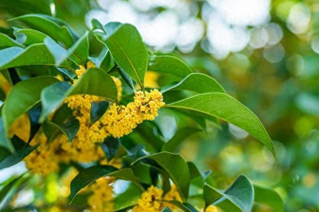 北方桂花种植秘籍