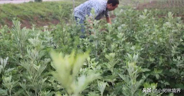 种植艾草一亩利润多少？2019年价格多少钱一斤？明年种植前景如何