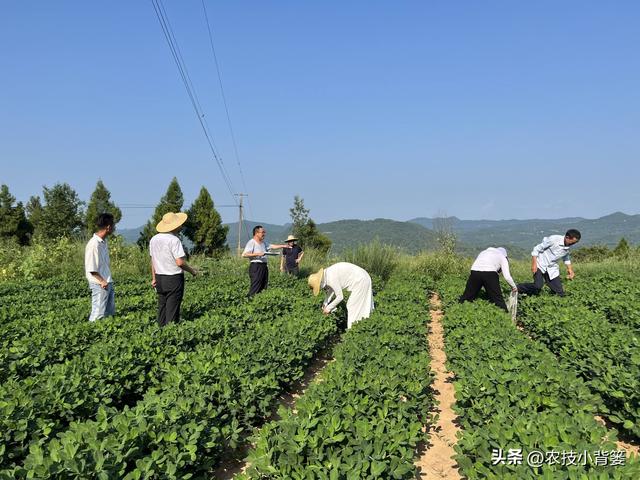 春季种植花生时，有哪些播种细节要重点注意？重点注意4个方面