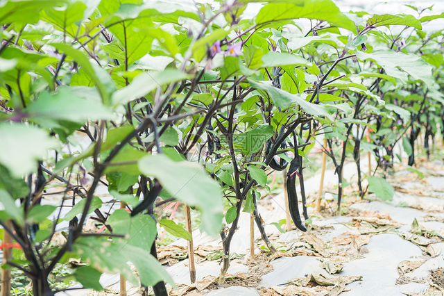 茄子种植需要注意的关键点 茄子是一种美味多用途的蔬...