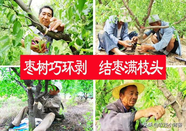 枣树开花结果少、落花落果多？学会这一招，满树大枣压枝头