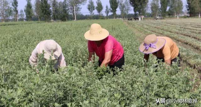 种植艾草一亩利润多少？2019年价格多少钱一斤？明年种植前景如何