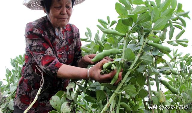 蚕豆如何种植管理才能长势更好、产量品质更高？重点抓好这7点