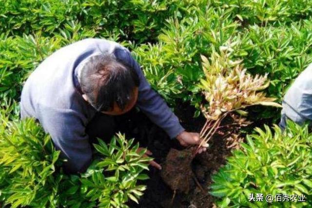 中药材芍药涨价，农民分不清白芍和赤芍，盲目种植会影响效益吗