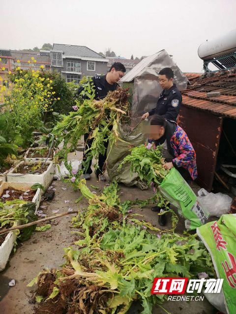 硬核科普：百闻不如一见 教你辨别罂粟花