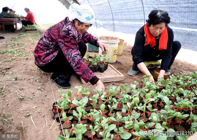 大棚西瓜种植技术要点！