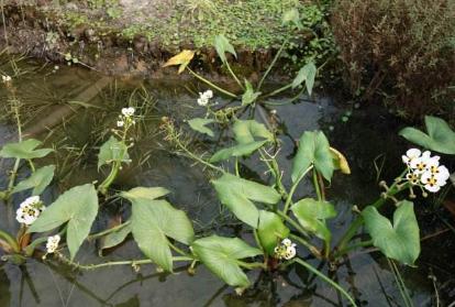 种植技术：慈菇的品种及采收