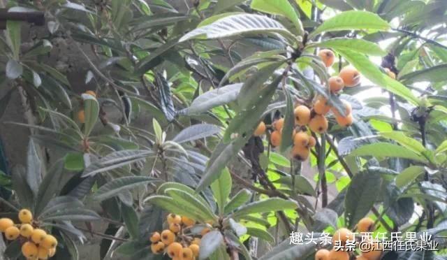 枇杷能扦插种植吗？存活率有多高？