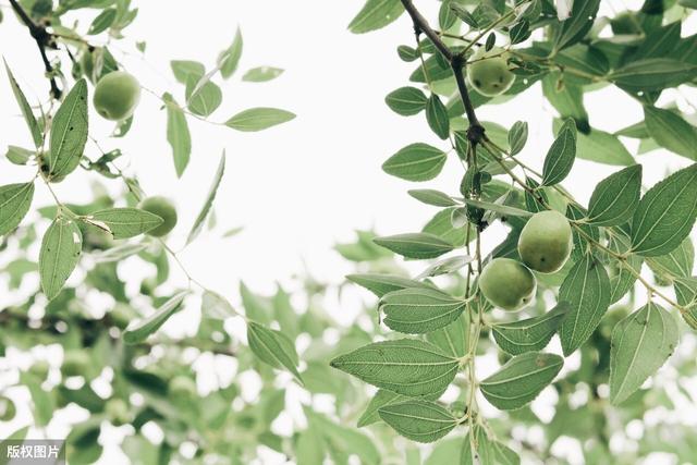 种植枣树采用无公害的栽培技术，可以有效地提高大枣的产量和质量