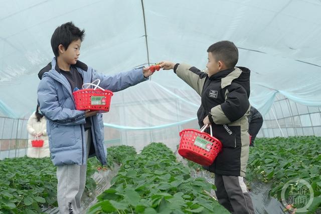 重庆北碚：水果种植规模化 助力乡村振兴