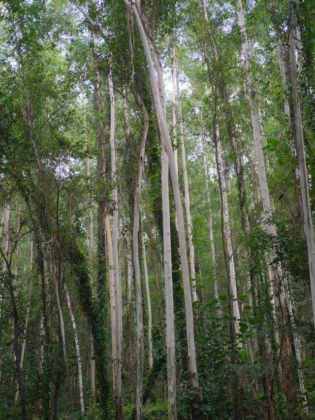 向日葵花海已进入盛花期，免费打卡！周边爬山徒步、大运公园观海