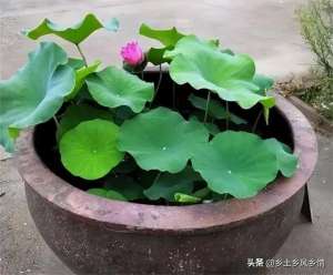 水田莲藕种植技术视频(用旧水缸在院子里种莲藕，夏天赏花冬天采藕，一缸能产几十斤)