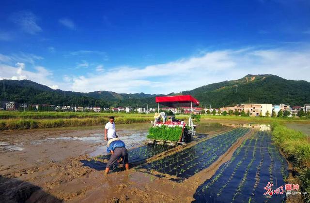 江西万载：首次试点使用可降解膜种植有机水稻