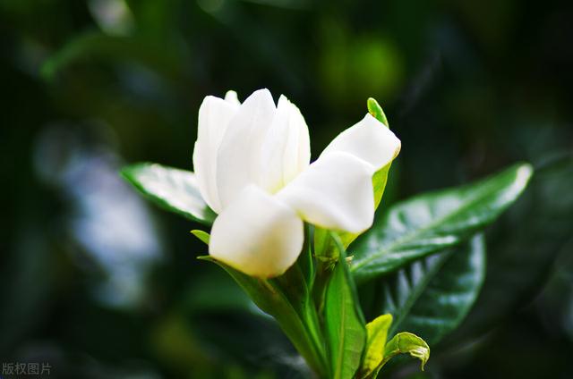 栀子花养殖技巧