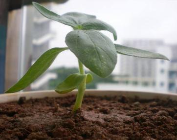 花卉种植：观赏性向日葵盆栽技术