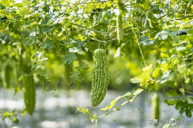 苦瓜种植方法，种子如何浸泡，夏季如何管理，苦瓜吃不完