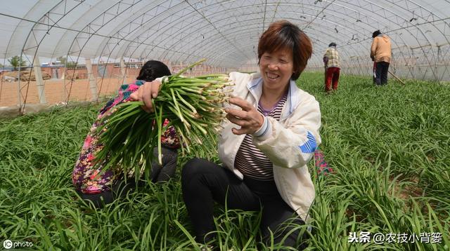 韭菜种植做好这五点，苗株根系发达、叶片肥大，产量品质有保证