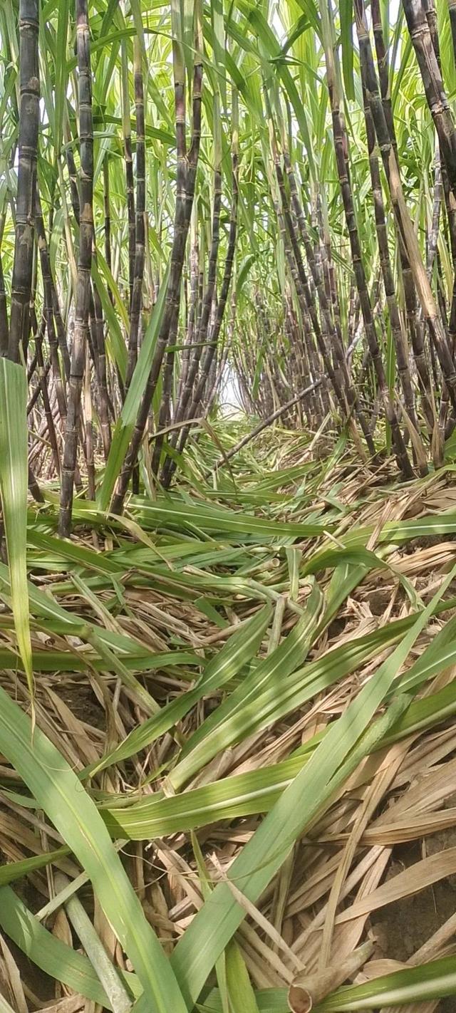 甘蔗种植方法和时间