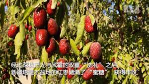 第一师的红枣种植面积(新华全媒+｜新疆：480万亩红枣丰收 经济生态双赢)