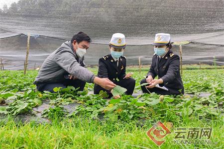 云南山葵出口助农增收