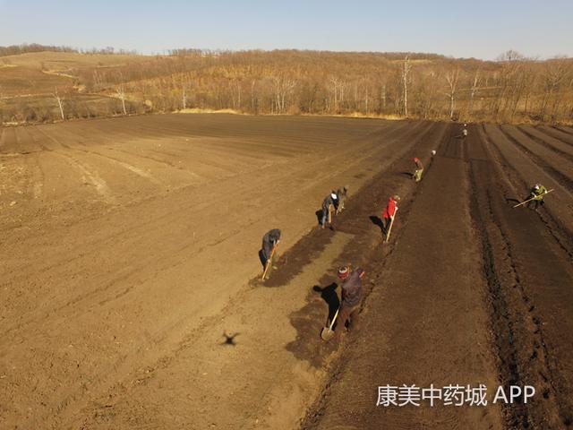 涨见识！探访人工种植人参的过程，繁琐且费时