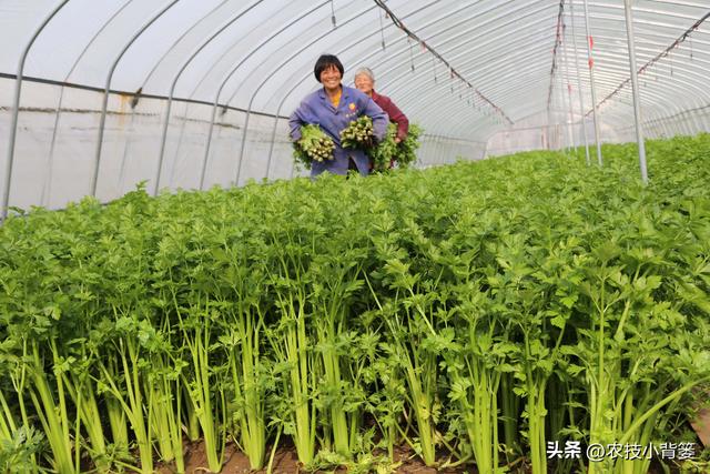 大葱、芹菜、萝卜、西瓜高产优收种植技巧，真实用！赶紧收藏起来