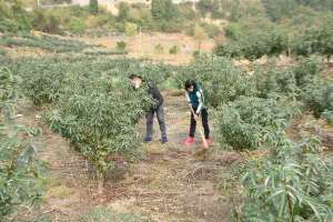 贵州花椒树苗种植基地(桐梓容光：满山花椒变成“金山银山”)