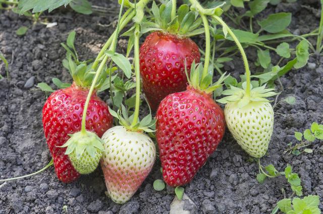 草莓种植技术｜草莓塑料大棚促成栽培温度、湿度及光照管理