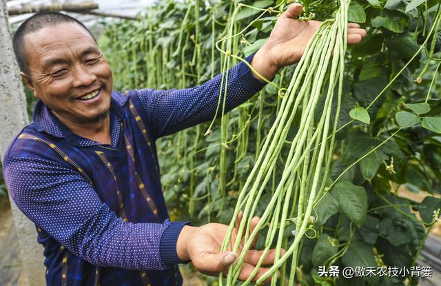 种植豆角记住这6点，豆角开花结荚多、落花落荚少、采收期延长