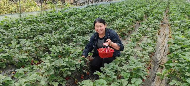 新时代人大代表张英：大红草莓铺出乡村振兴“致富路”