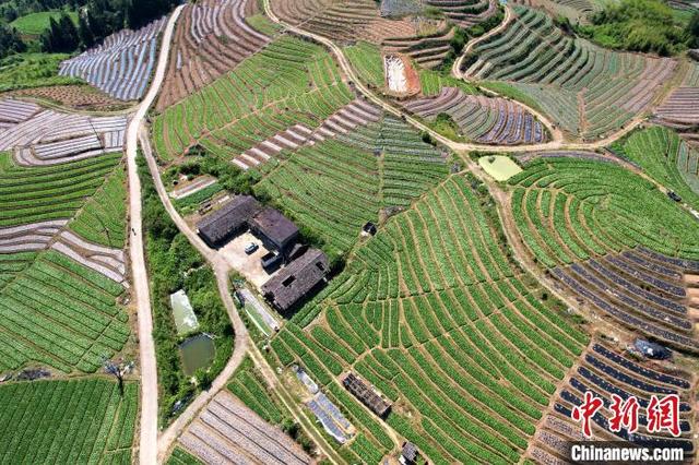 福建闽侯：俯瞰蔬菜种植基地 宛如大地调色板