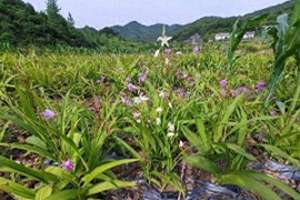 白芨的种植效益(白芨致富秘笈：京山绿林镇的神奇农民)