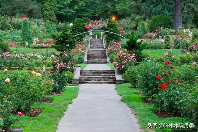 木木教你打造月季玫瑰花园。品种选择搭配、花园规划、工具准备篇