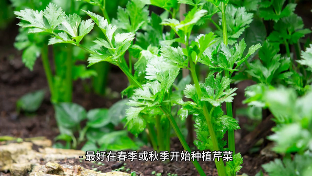 芹菜怎么种植？种植过程时间表、护理要点和收获建议