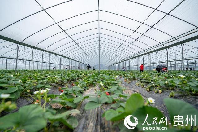 贵阳小小草莓助农增收