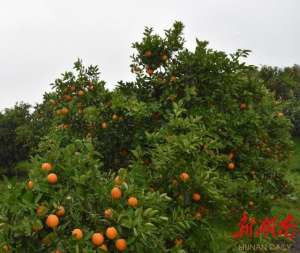 湖南永州适合种植什么水果(永州沃柑夏橙错时春夏熟)