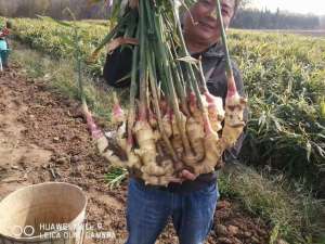 生姜地膜种植技术(怎样培土才能更利于姜的根茎膨大，提高产量呢？)